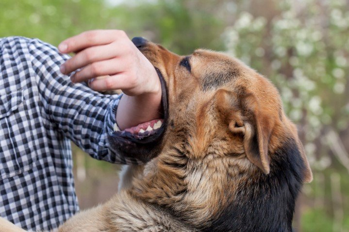 When to Seek Help from a San Diego Dog Bite Lawyer