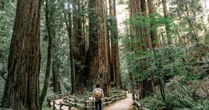 Planning Your Ultimate Redwoods Adventure