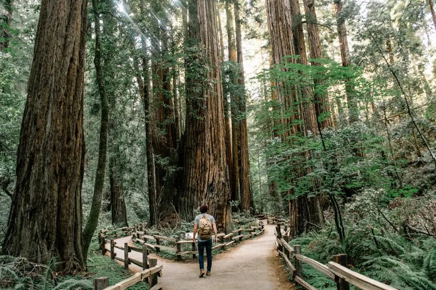 Planning Your Ultimate Redwoods Adventure