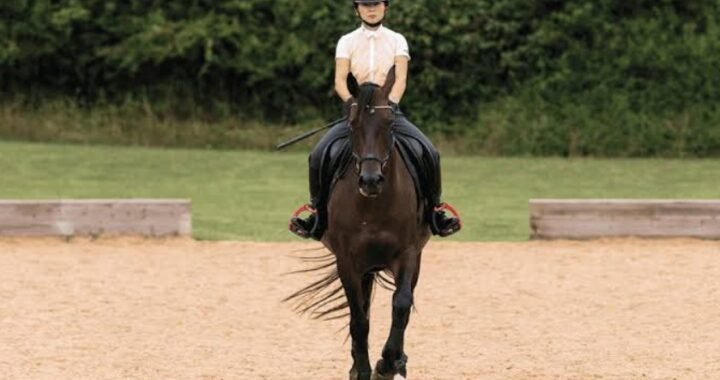 How Pole Work Can Sharpen Rhythm, Balance, And Confidence In Everyday Horse Training In 2026